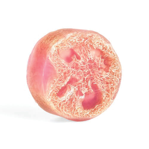 Pink Grapefruit Exfoliating Loofa Bars